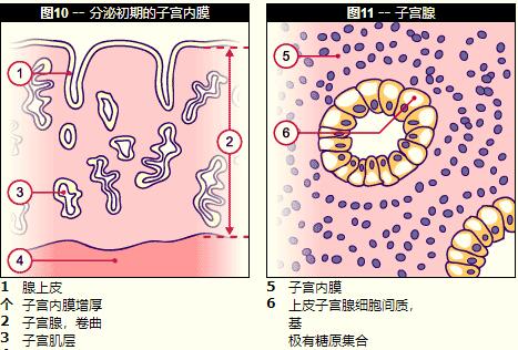哪里有供卵代怀大概花费